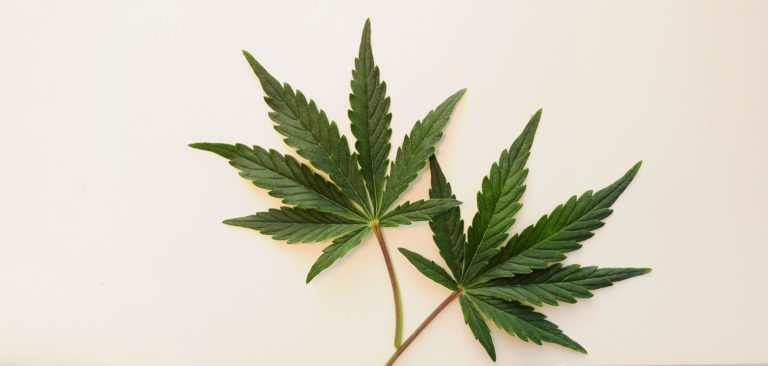 medical marijuana myths; cannabis leaves on tan background
