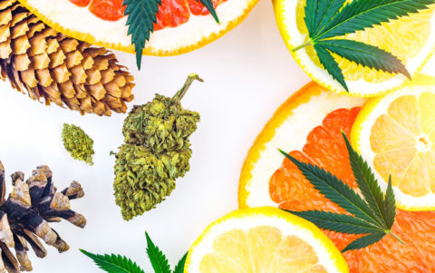 What Are Terpenes? Why Should You Care?