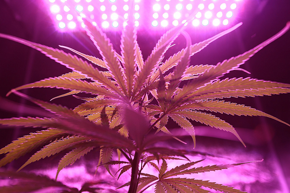 Growing medical marijuana in arkansas