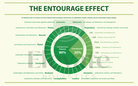 What is the Entourage Effect of Marijuana?