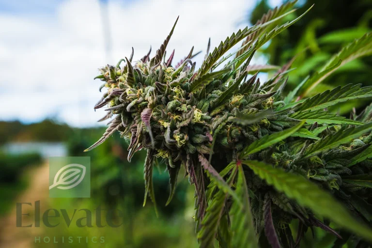 plant cannabis elevate holistsic branded