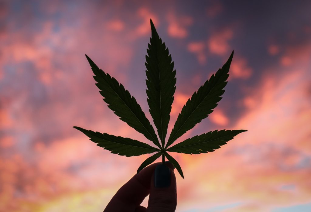 Silhouetted cannabis plant against sunset. How-to guide on getting your Connecticut medical marijuana card. 