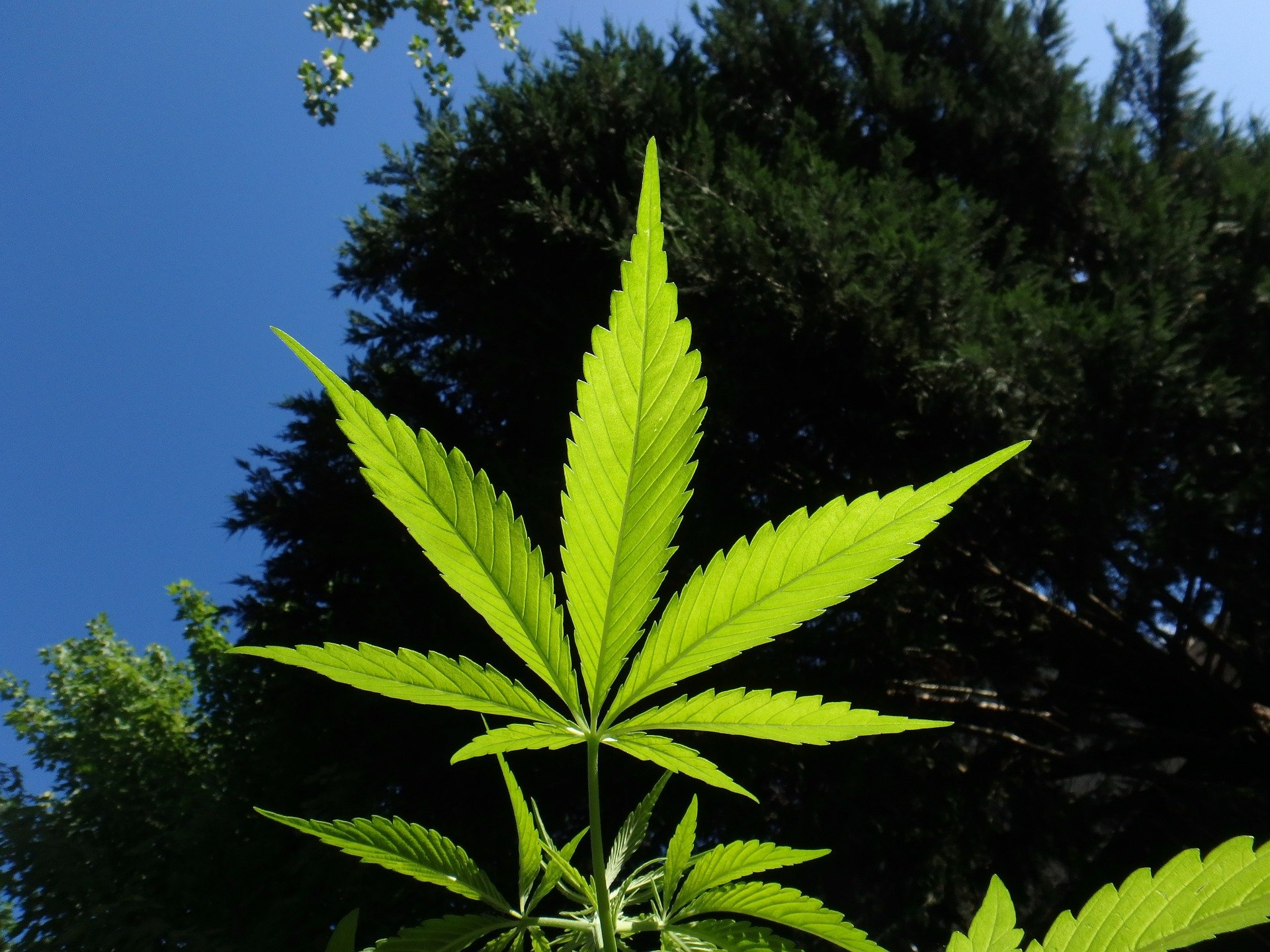 Growing marijuana plants in illinois