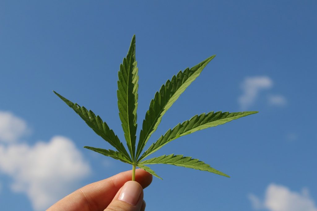 Cannabis plant leaf with sky background. How-to guide on getting your Delaware medical marijuana card.