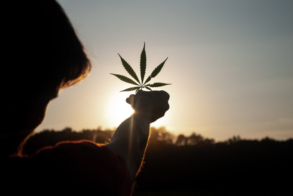 Photo of cannabis leaf being held up to the sunlight. How-to guide on getting your Massachusetts medical marijuana card.