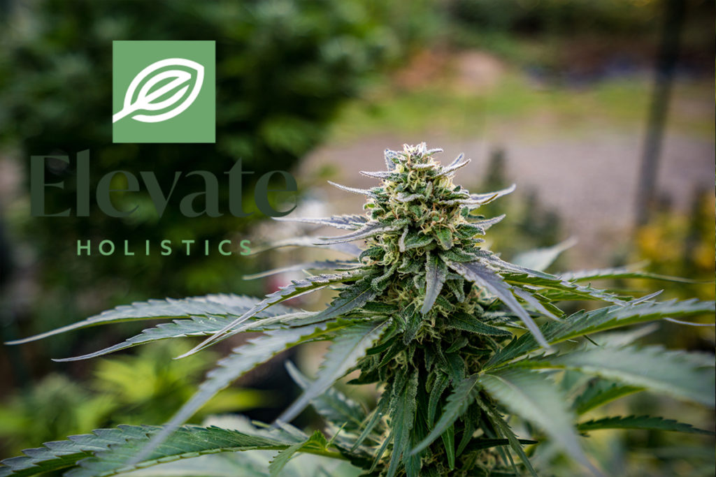 Cannabis flower with Elevate Holistics logo. How-to guide on getting your Alaskan medical marijuana card.