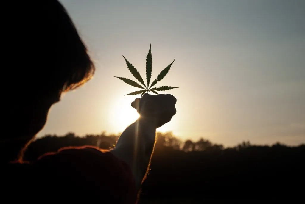 Man holding cannabis leaf up to the sky. Difference between indica and sativa