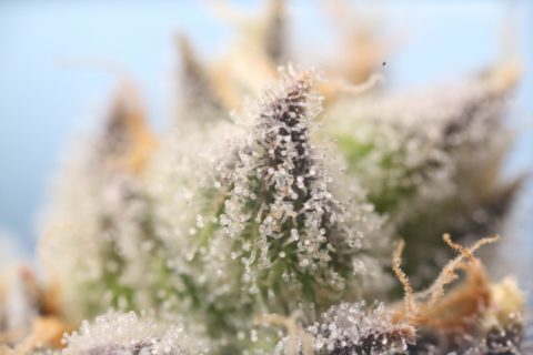 The Nose Knows: Picking Up Cannabis Terpenes