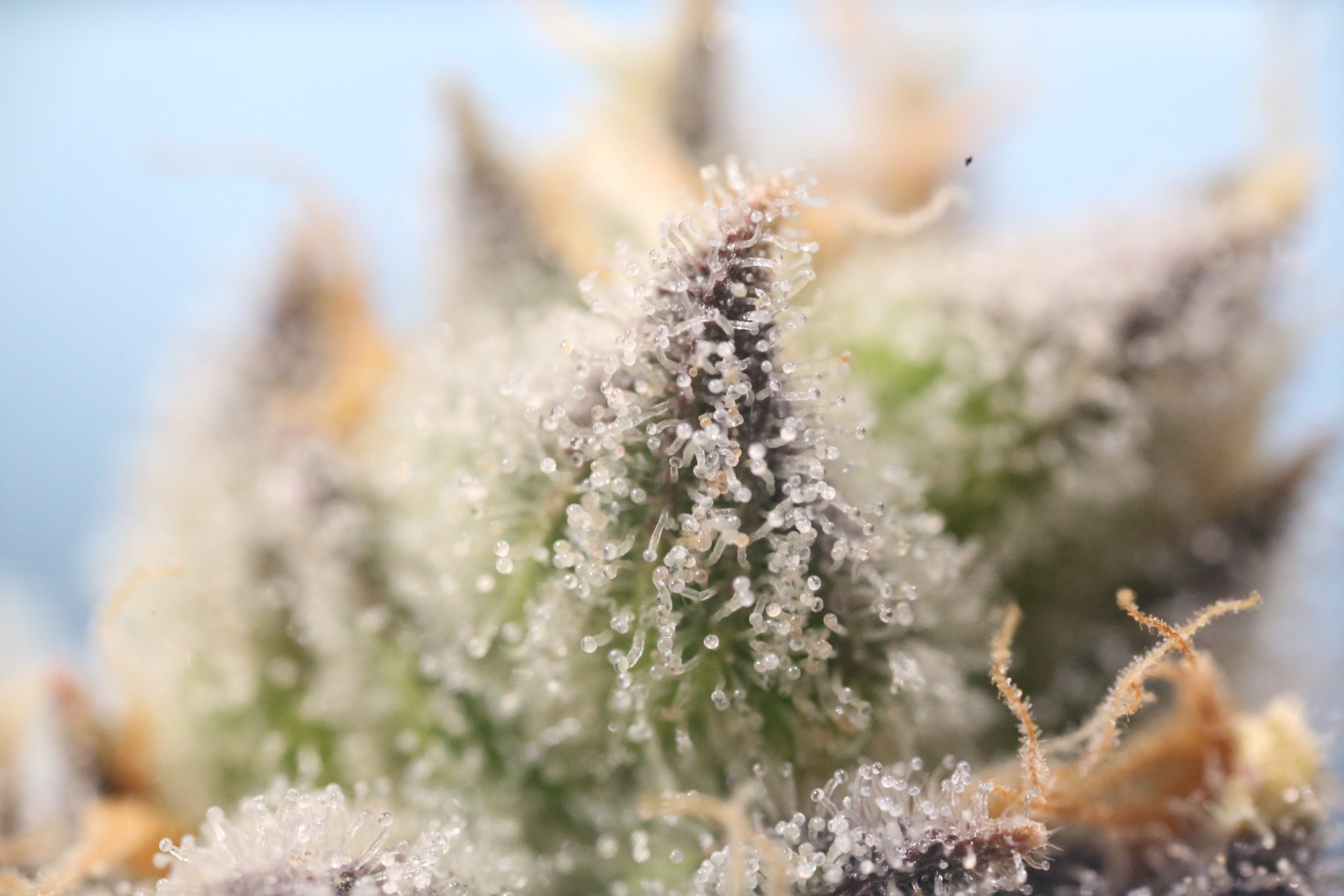 Image for The Nose Knows: Picking Up Cannabis Terpenes