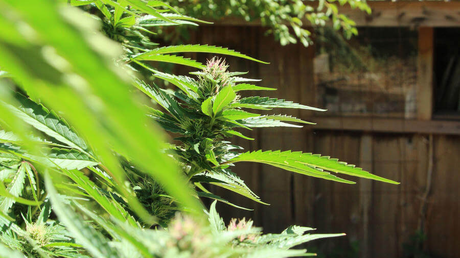 how-to-grow-marijuana