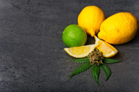 Limonene Terpene Effects, Benefits, and Uses