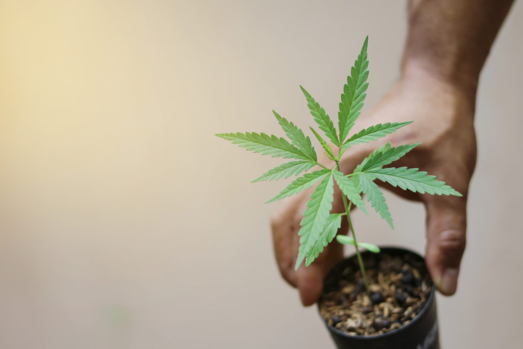 Missouri marijuana laws; cultivating weed