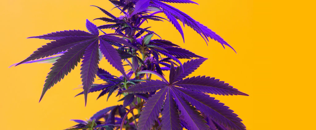 purple weed