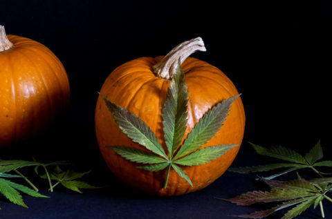 The Best Halloween Weed Strains to Get Spooky With
