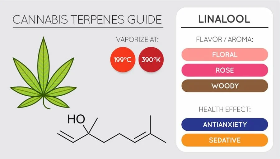 An illustration of a cannabis terpenes guide that has a marijuana leaf, vaporizing levels, scientific compound, and a chart with the flavor and health effects of Linalool.