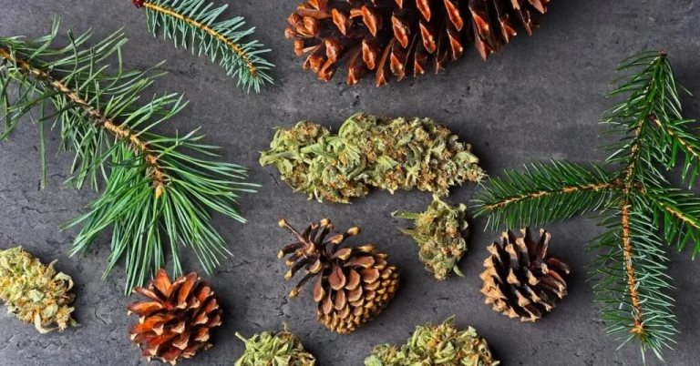Picture of a nugget of marijuana, pine combs, and pine needles.
