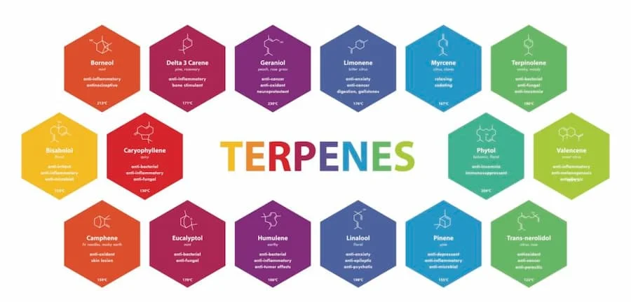 A illustration of the Terpenes for different types of marijuana.
