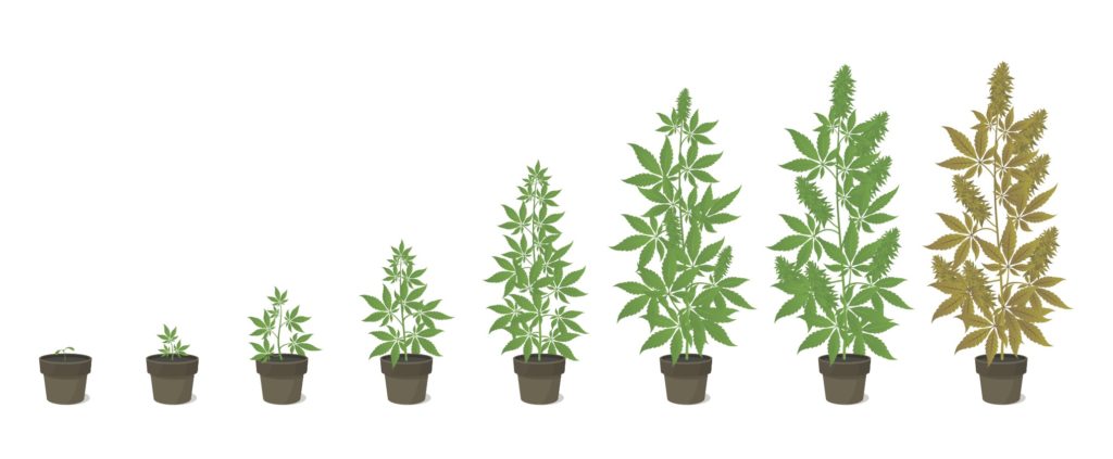 seasons for growing marijuana