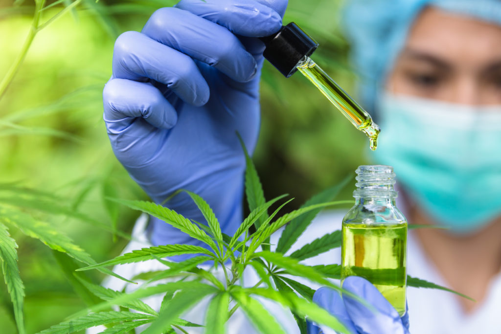 HHC; medical professional handling cannabis oil behind cannabis plant