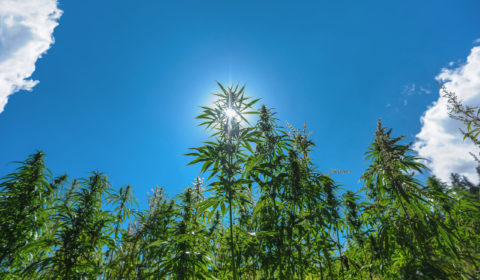 The Best Seasons for Growing Marijuana
