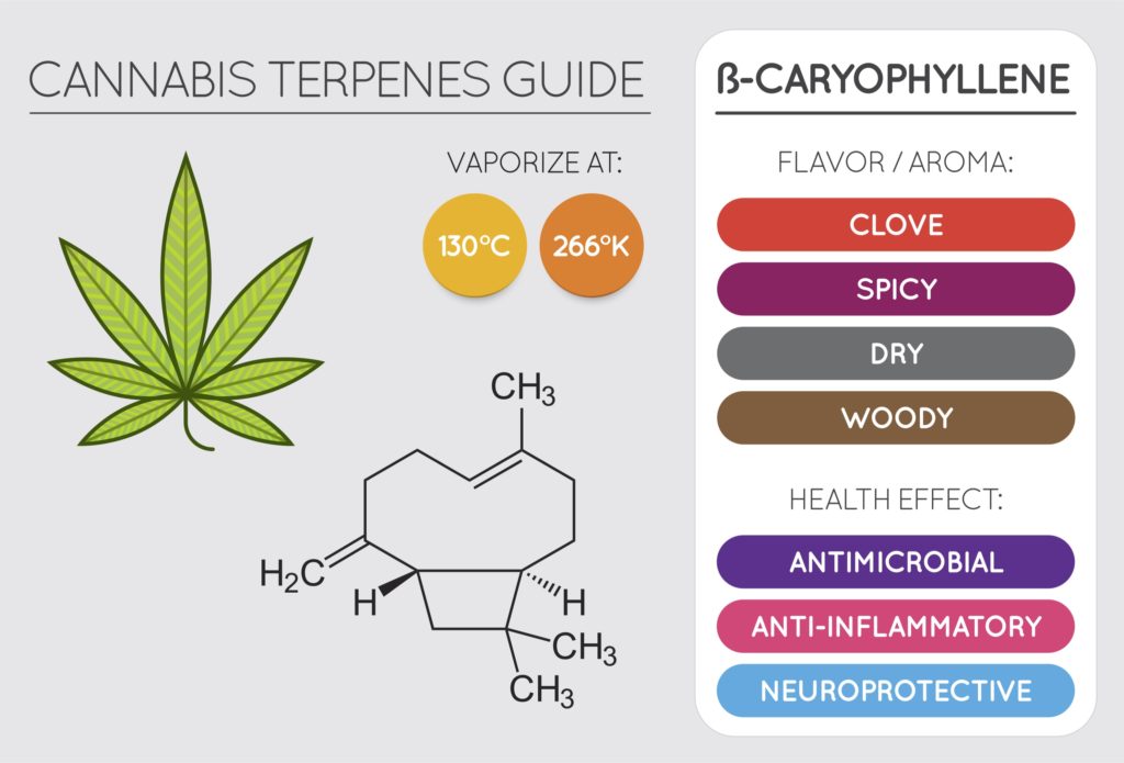 Beta-caryophyllene; terpene for energy