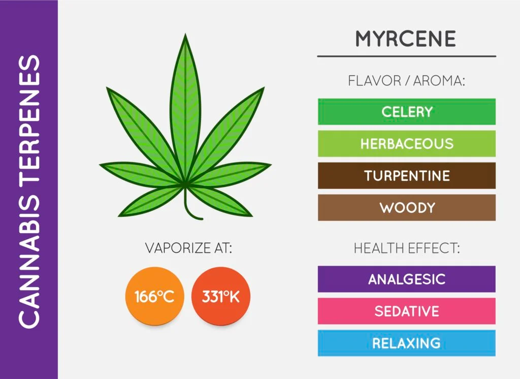 An illustration showing the Terpenes of Myrcene which includes a marijuana leaf, vaporizing levels, and the flavor and health effects.