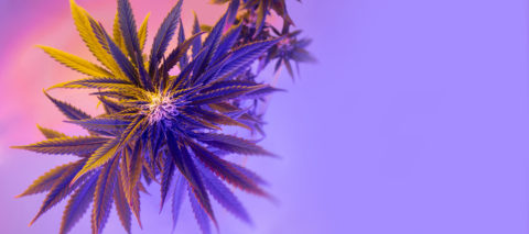 Happy New Year! Louisiana Permits Dried Flower for MMJ Patients