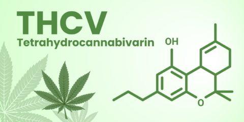 What is THCV? Understanding “Diet Weed”