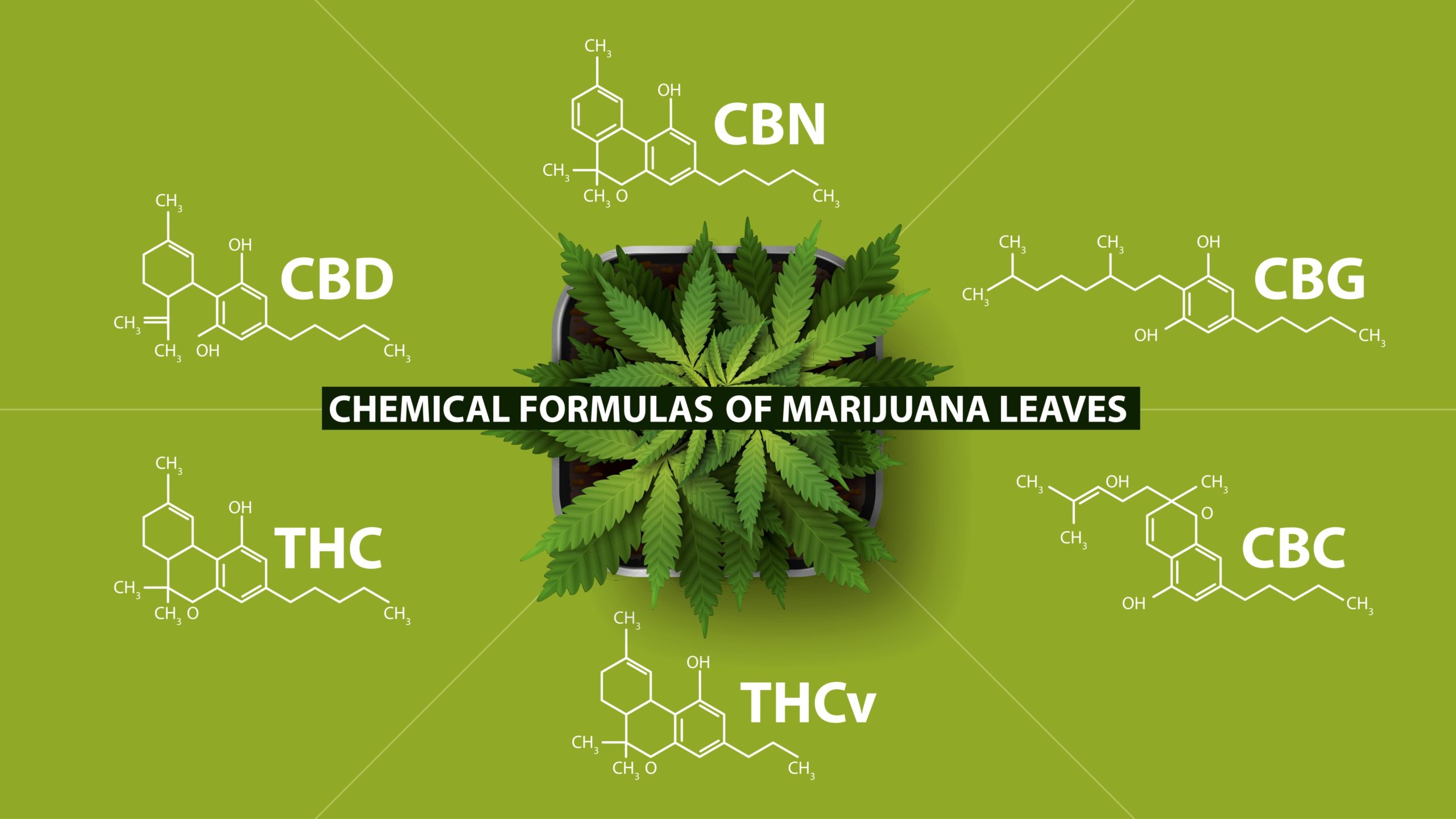 Image for What Are Minor Cannabinoids?