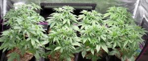 Growing cannabis in Virginia
