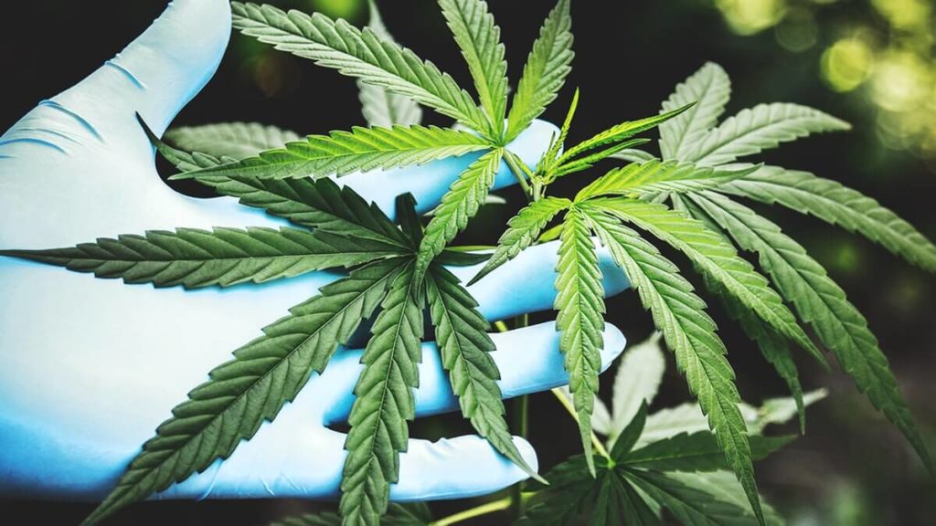 indiana-cannabis-legalization