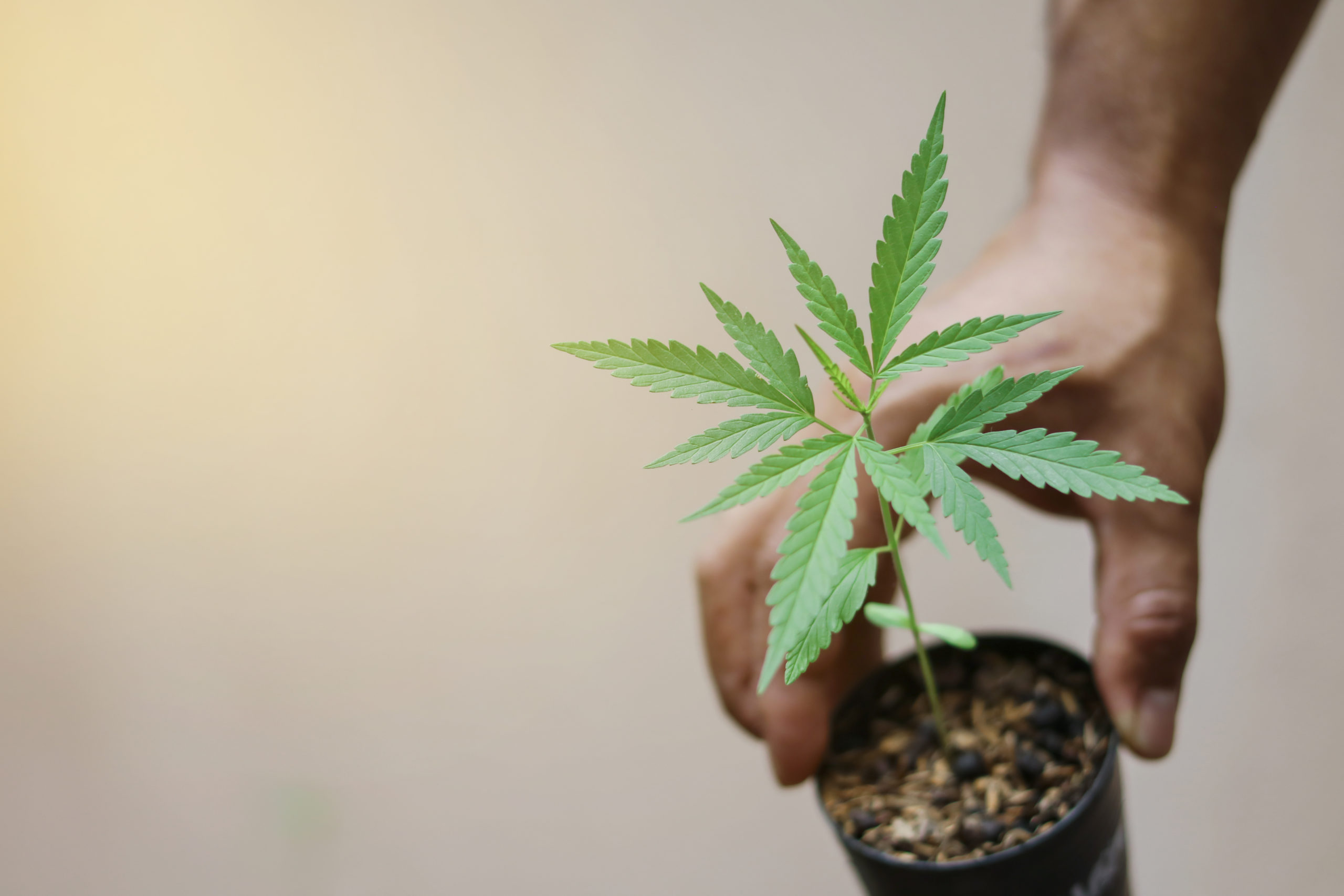 Nevada marijuana laws; growing weed in Nevada