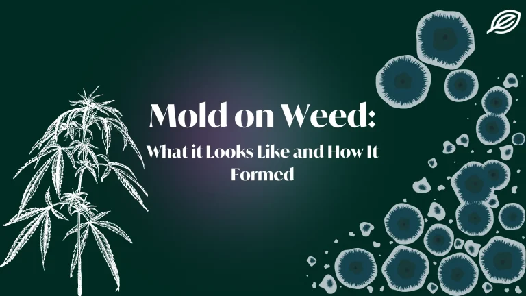 Mold on Weed