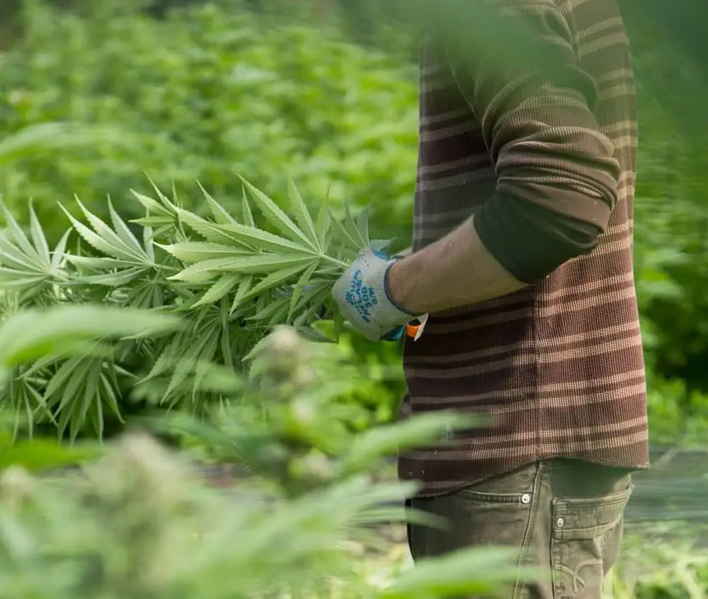 Farmer cultivating marijuana