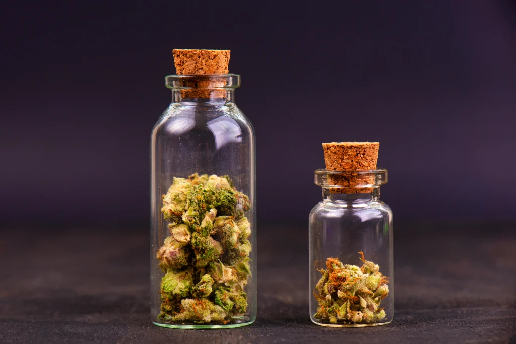 Marijuana buds in small jars; Jack Herer strain