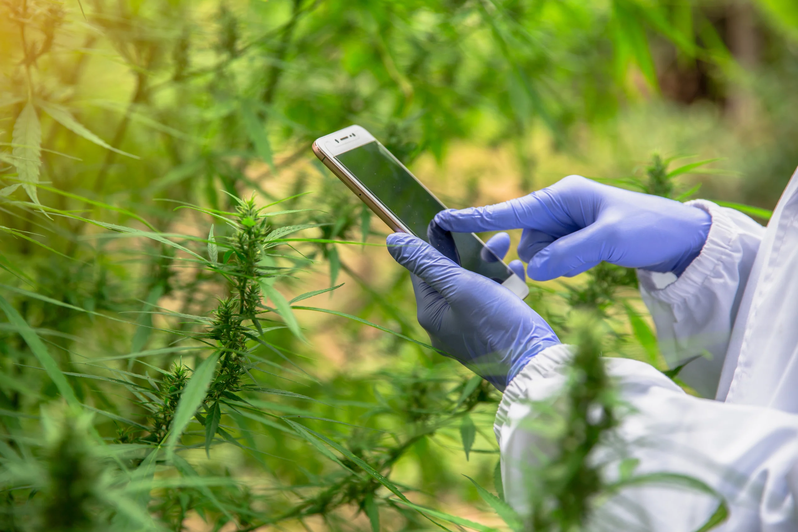 Person on IPhone using some sort of technology while looking at marijuana plant