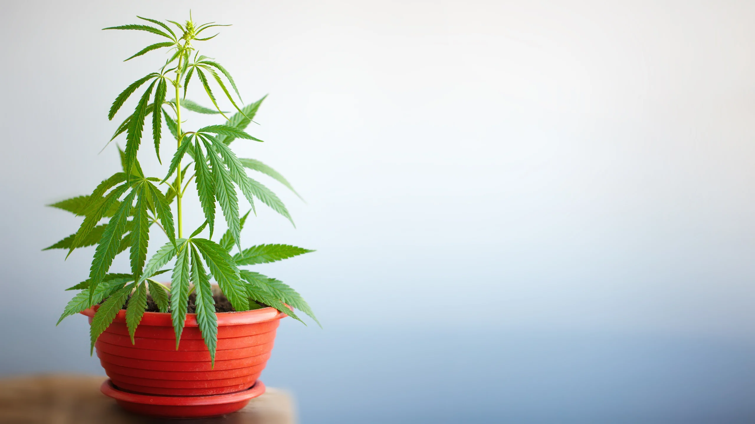 Small marijuana plant being grown in orange pot at home; is weed legal in Oklahoma City