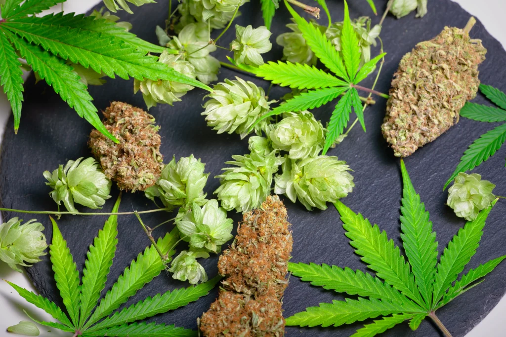 Hops, marijuana buds, and marijuana leaves on a tray; humulene terpene