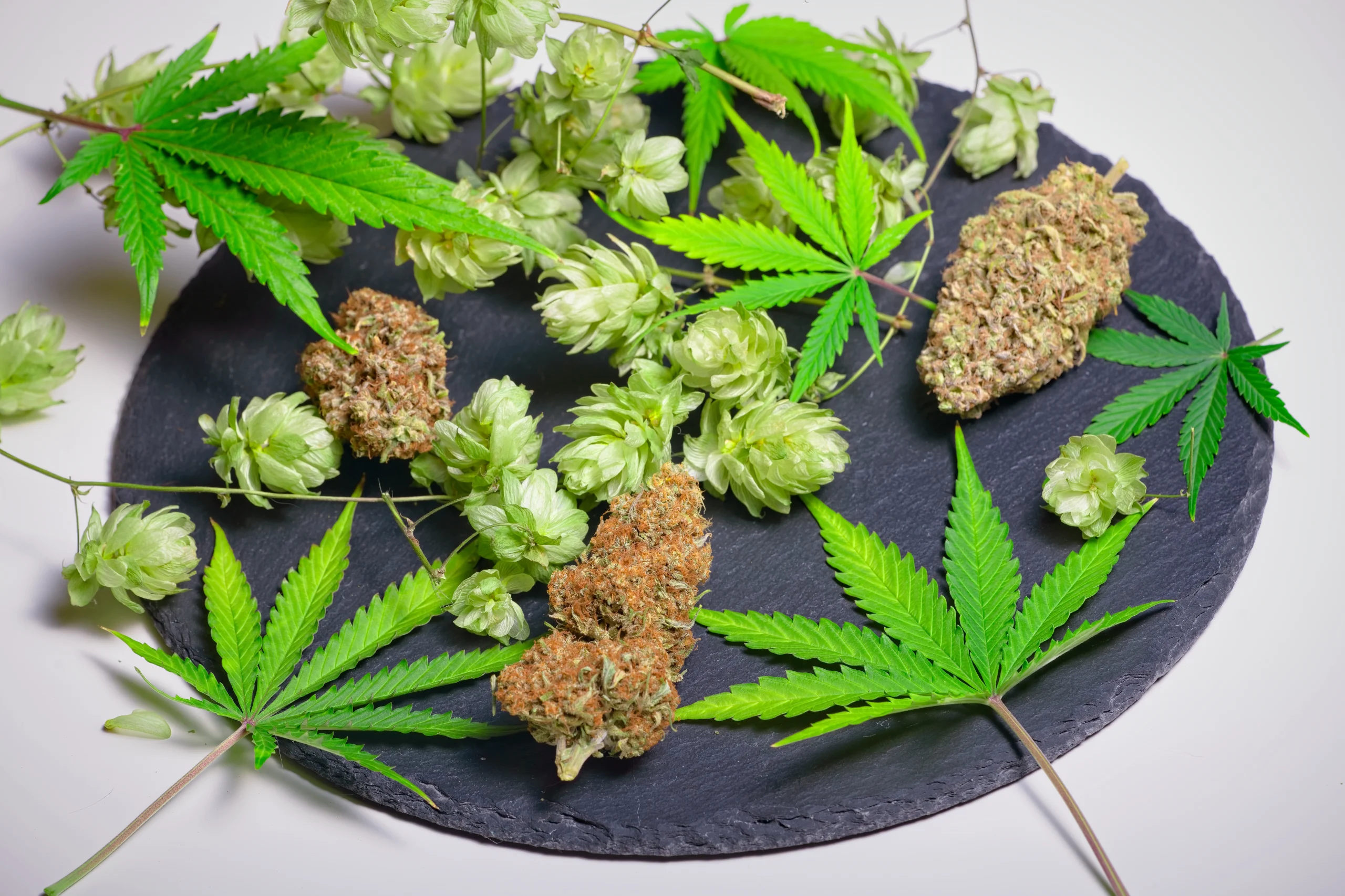 Hops, marijuana buds, and marijuana leaves on a tray; Humulene terpene