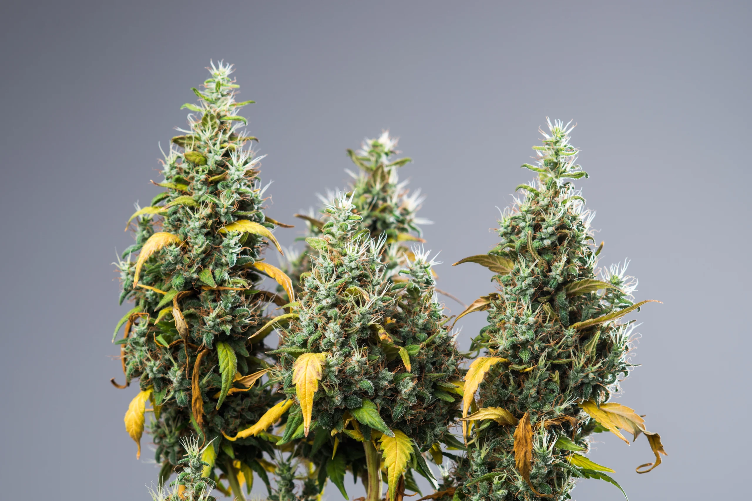 Marijuana plants growing; Jack Herer strain