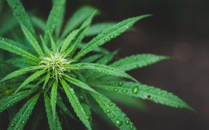 close-up photo of hemp plant with water drops on leaves