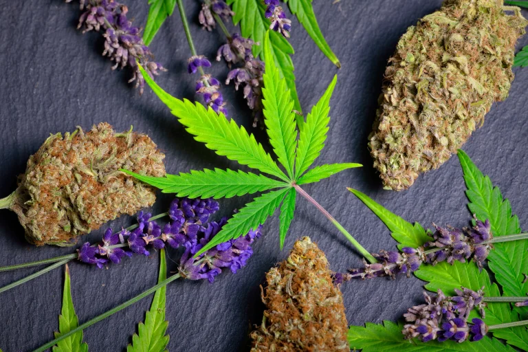 Marijuana bud, cannabis flower, and lavender on a gray surface; linalool terpene