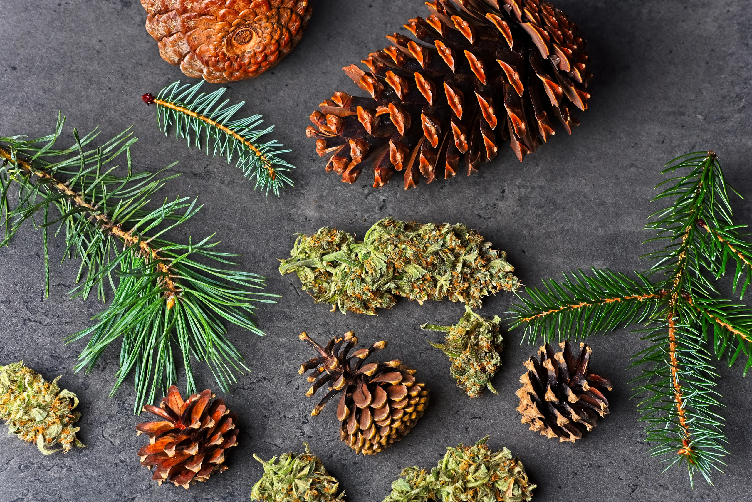Pinene Terpene: cannabis buds next to pinecones and pine needles on table