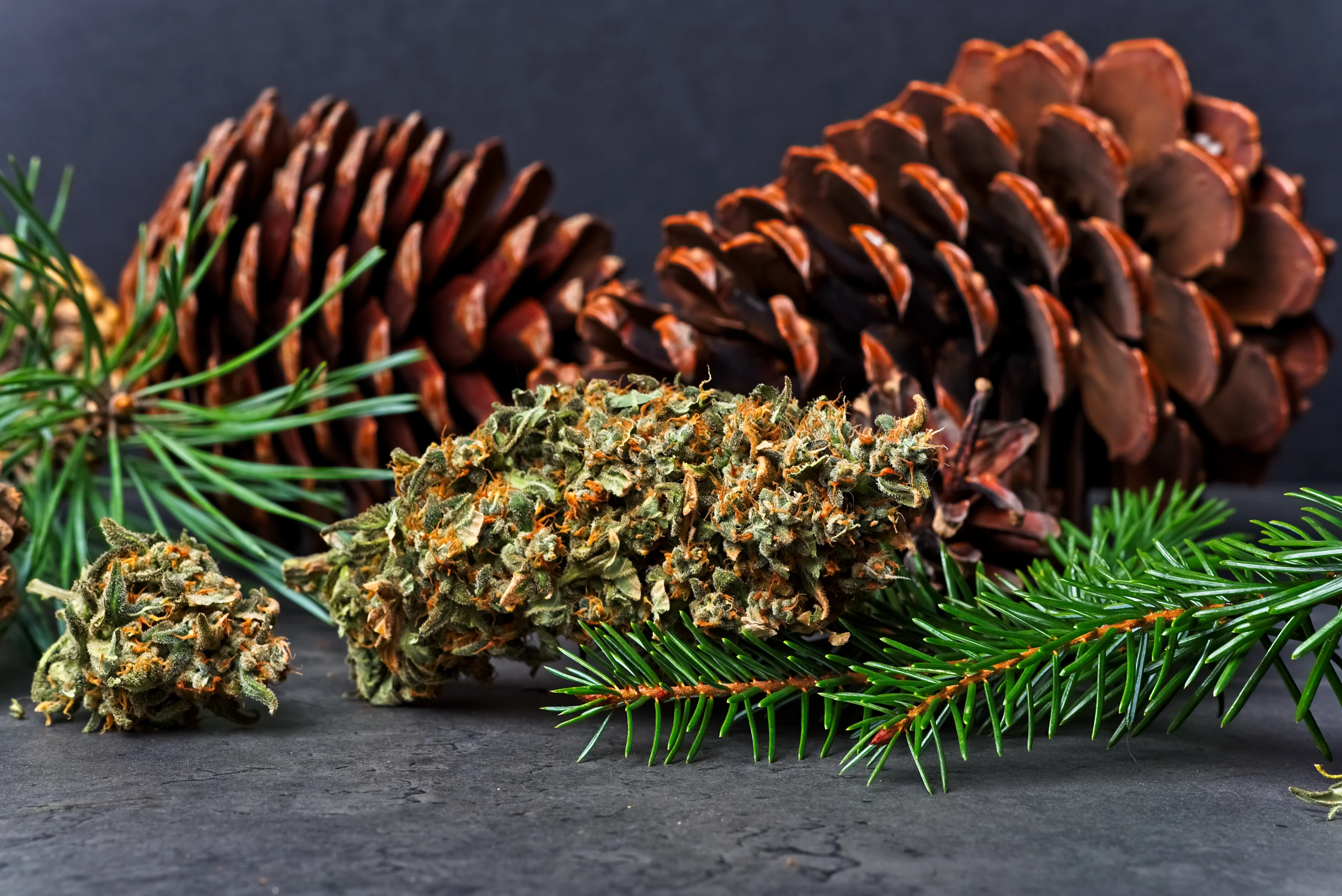 Pinene terpene: cannabis buds next to pinecone and pine needles
