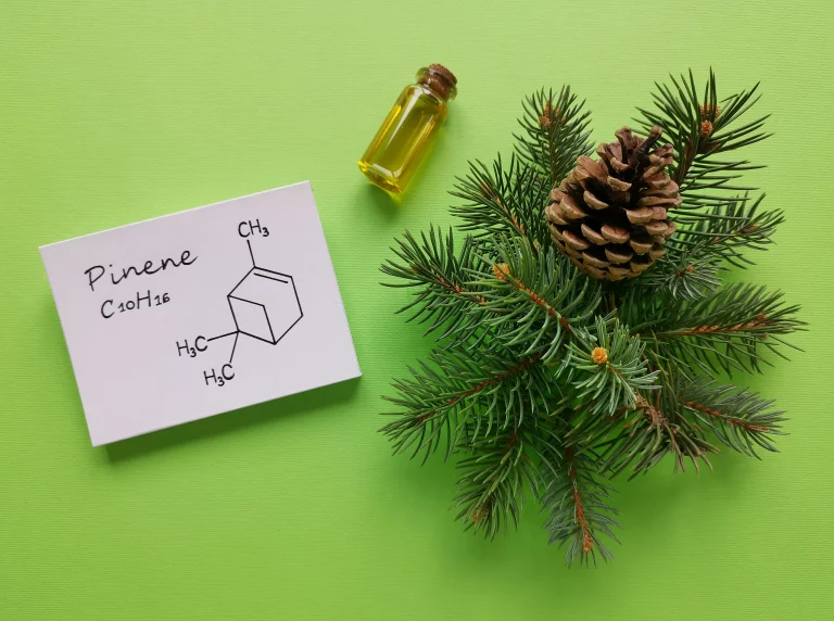 Pinecones and pine needles next to notecard with Pinene Terpene on it