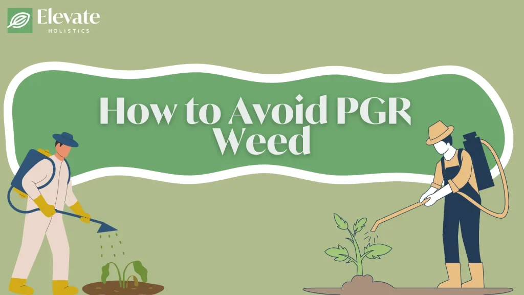 what is PGR weed