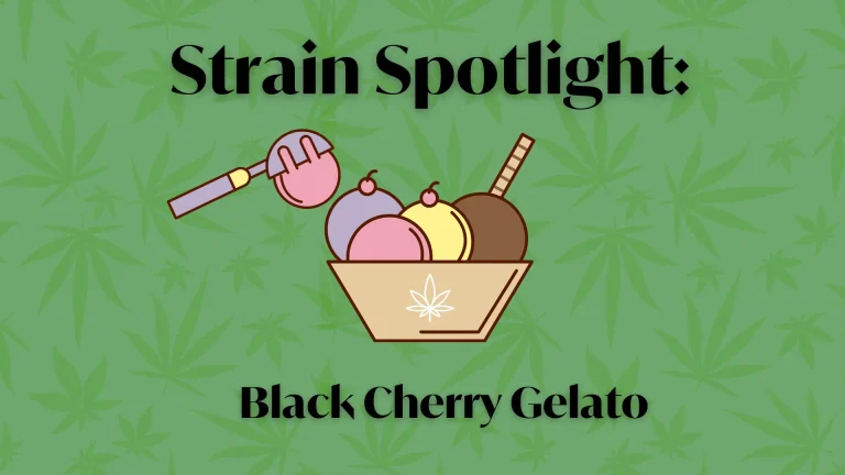 Black Cherry Gelato strain