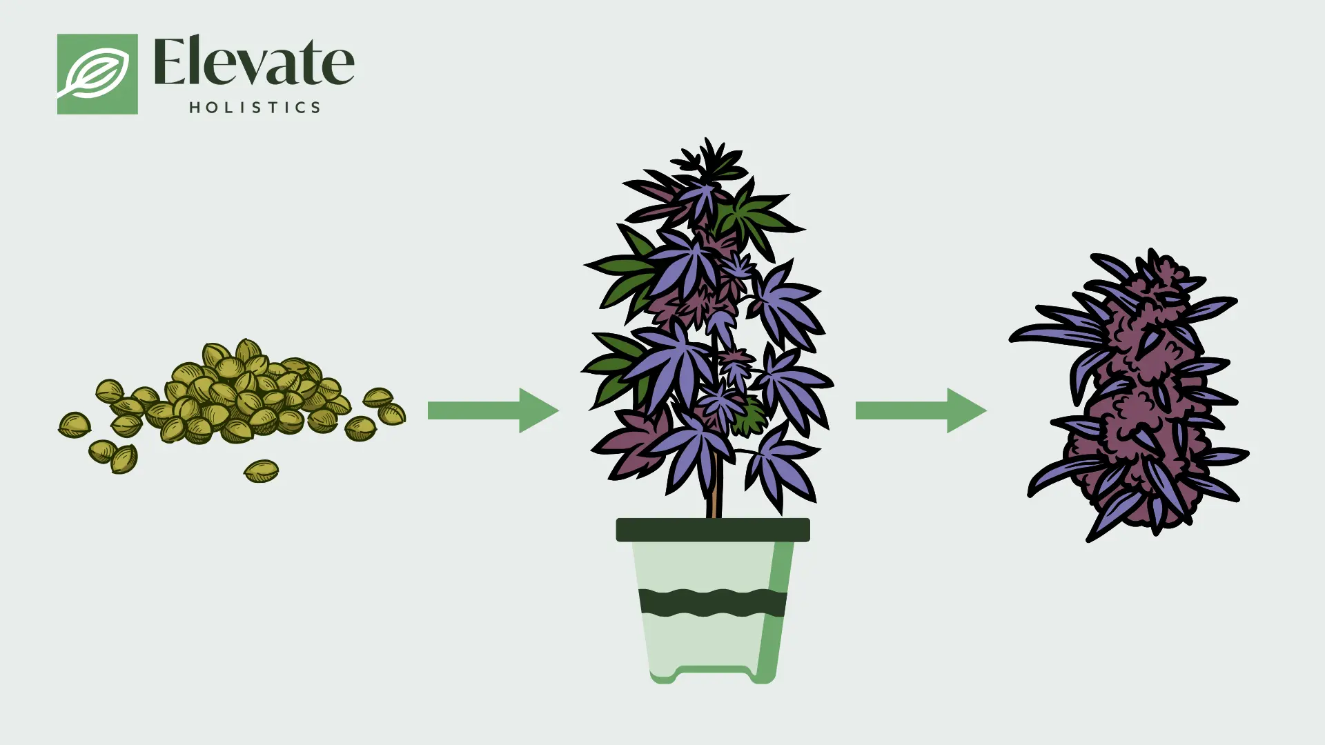 purple weed