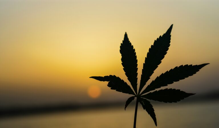 hemp flower held up against sunset