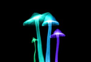 psychedelic mushrooms with unique lighting